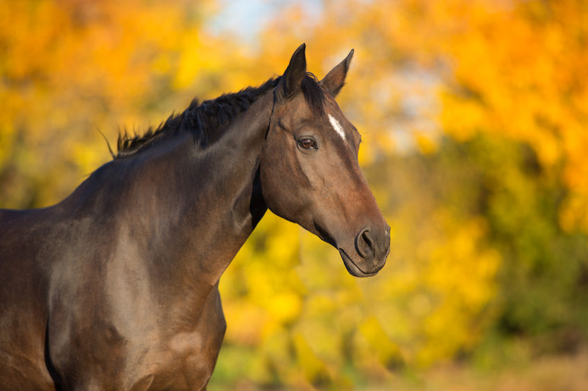 Searching for Equestrian Real Estate Properties