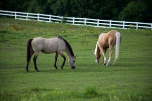 equestrian real estate for sale