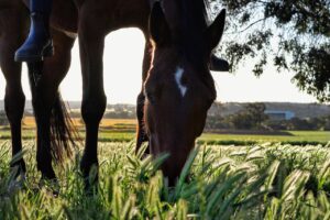 Equestrian Estate Sales