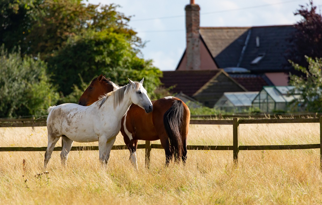 Equestrian Real Estate Property Sales